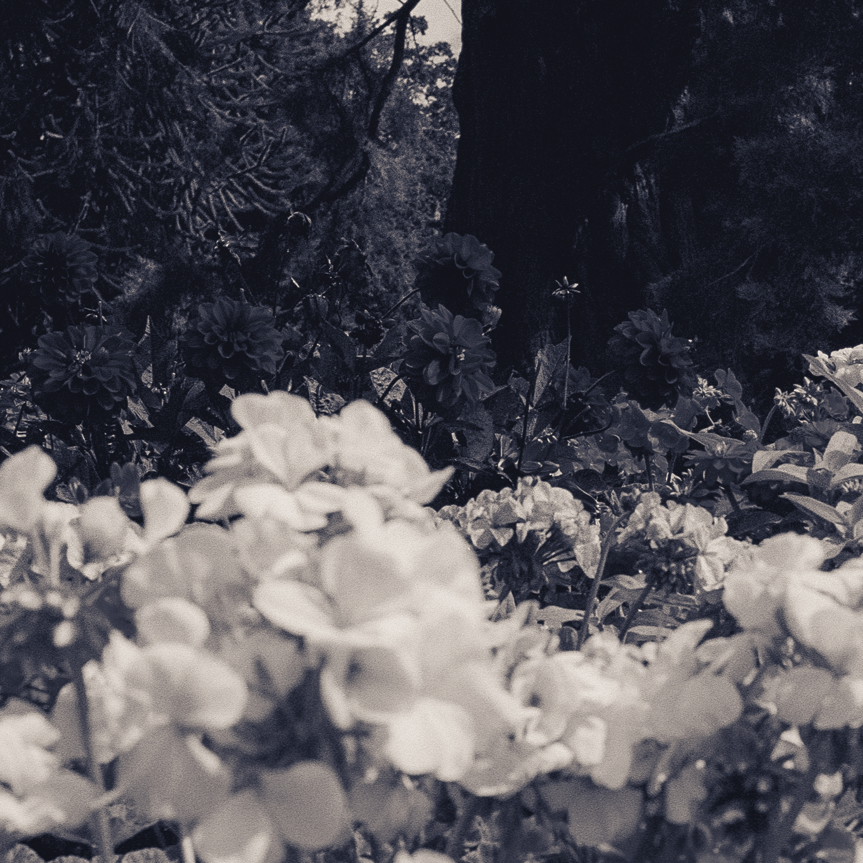 Blue Roses cover