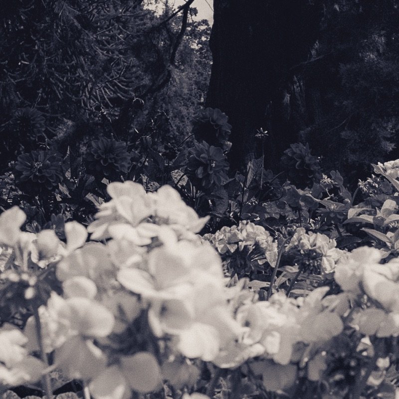 Blue Roses cover